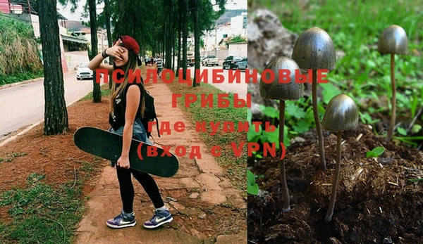 прущие грибы Алзамай